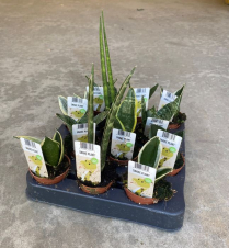 2" SANSEVIERIA, ASSORTED