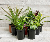 4" TROPICALS, PREMIUM, ASSORTED