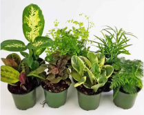 4" TROPICALS, PREMIUM, BY VARIETY