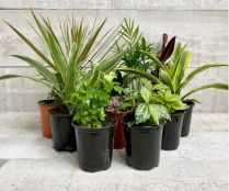 4" TROPICALS, BY VARIETY