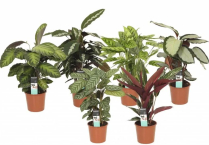 4" CALATHEA, ASSORTED