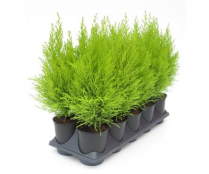 4" LEMON CYPRESS, WILMA, LARGE