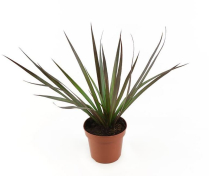 4" DRACEANA, MARGINATA, ASSORTED