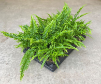 4" BOSTON FERN, ASSORTED