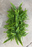 4" BOSTON FERN, ASSORTED