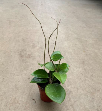 4" HOYA, TRICOLOUR