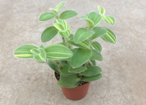 4" TRAD, WANDERING JEW, VELVET STRIPE