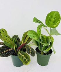 4" MARANTA, ASSORTED
