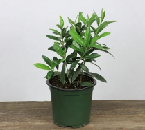 4" OLIVE PLANT