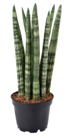 4" SANSEVIERIA CYLINDRICA, ASSORTED