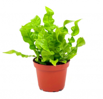 4" FERN, ASPLENIUM, CRISPY WAVE