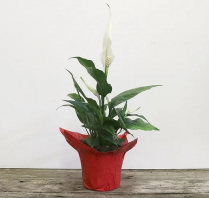 4" SPATHIPHYLLUM, FLOWERING, LARGE