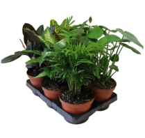 6" TROPICALS, BY VARIETY