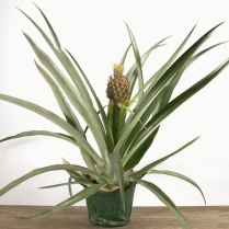 6" ANANAS (PINEAPPLE)