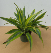 6" DRACAENA, LEMON LIME