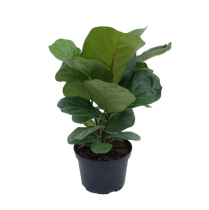 6" FICUS, LYRATA, BUSH