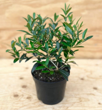 6" OLIVE PLANT