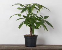 6" PACHIRA, MONEY TREE, LARGE