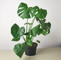 6" PHILO-MONSTERA SPLITLEAF LARGE