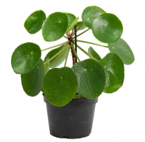 6" PILEA, CHINESE MONEY PLANT