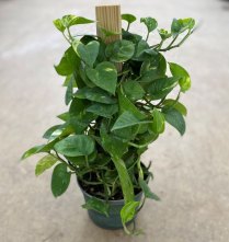 6" POTHOS, ASSORTED