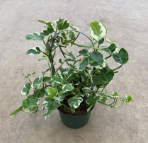 6" POTHOS, PINNATUM ALBO