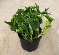 6" POTHOS, SILVER STERLING
