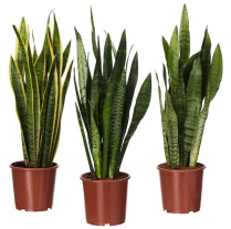 6" SANSEVIERIA LARGE, ASSORTED