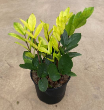 6" ZAMIOCULCAS, CHAMELEON