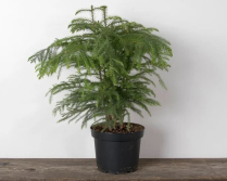 8" ARAUCARIA (NORFOLK PINE), MEDIUM