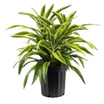8" DRACAENA WARNECKII LEMON LIME