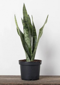 8" SANSEVIERIA, VARIEGATED
