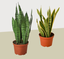8" SANSEVIERIA, ASSORTED