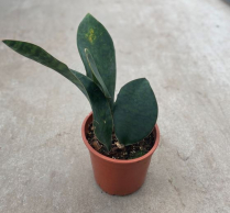 8" SANSEVIERIA, WHALE FIN (NO EXPORT)