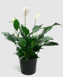 8" SPATHIPHYLLUM