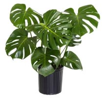 9" PHILO-MONSTERA, SPLITLEAF