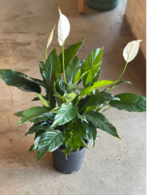 9" SPATHIPHYLLUM, 7TH HAVEN