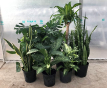 10" TROPICALS, ASSORTED
