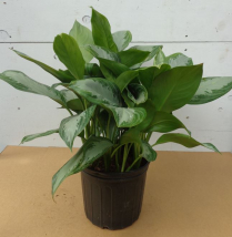 10" AGLAONEMA, SILVER BAY