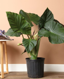 10" ALOCASIA, REGAL SHIELD