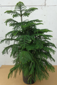 10" ARAUCARIA, NORFOLK ISL. PINE