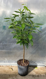 10" CINNAMON, STANDARD