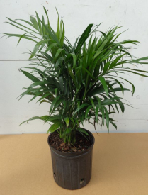 10" CHAM. CATARACTARUM (CAT PALM)