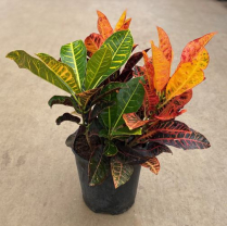 10" CROTON PETRA