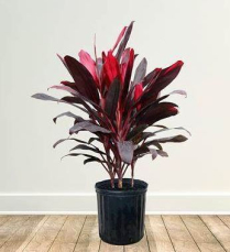 10" CORDYLINE, FRUTICOSA