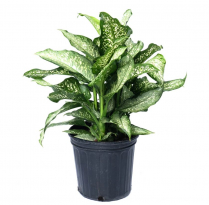 10" DIEFFENBACHIA TIKI