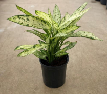 10" DIEFFENBACHIA, VESUVIUS