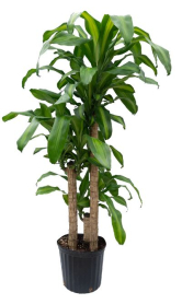 10" DRACAENA MARGINATA, CANE, 3PP