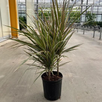10" DRACAENA MARGINATA, FLAT WEAVE