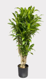 10" DRACAENA MASSANGEANA, CANE, 2PP